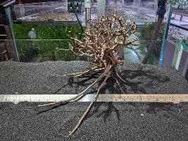 Bitten the Bullet on Plants