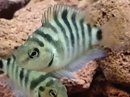 White spot on 2 Honduran red point babys