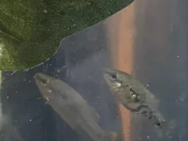 spring has sprung… time for a few more fish… Astyanax mexicanus, Zoogoneticus tequila