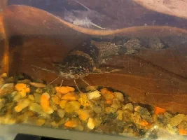Microglanis sp.