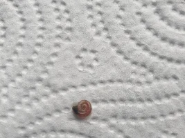Snail's