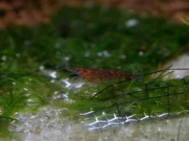 Aquaone Nano 30 Planted Tank
