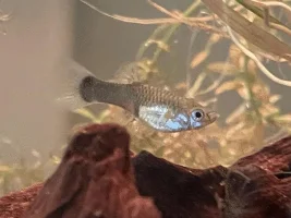 How pregnant is my Guppy?