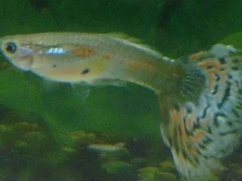 Pop Eye?! Help Wierd Guppy Symptoms