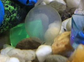 what do I have in my tank?
