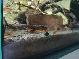 "Sticks" tank