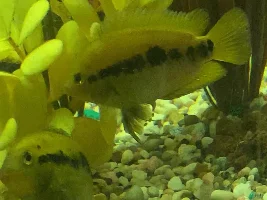 Rainbow cichlids eating their eggs?