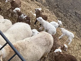 day old lambs... 1st of the spring