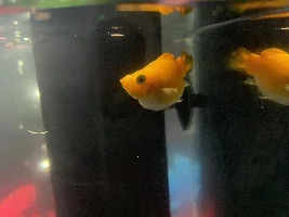 Is my molly fish pregnant?