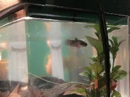 New Baby Betta- Concerned About Health?