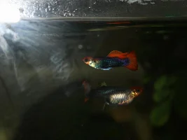 My tuxedo red koi guppies...