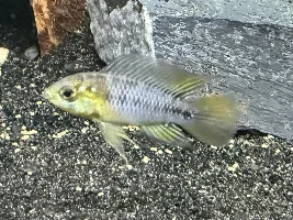 New additions to my South American tank