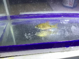 Help! Rosy barbs twitching and sitting on the bottom of the tank