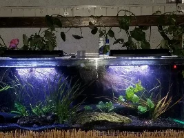 135 gallon.
