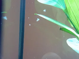 Help! My cories spawned! What do I do??