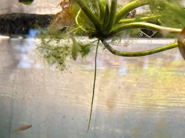 3 season porch tank with native fish…