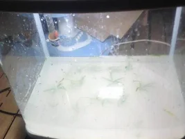 My Shrimp Tank