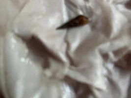 hitch hiking snail.., burn it or add it???