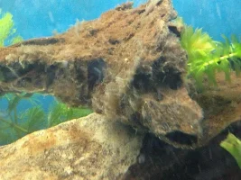 Is My Bog Wood Rotting?