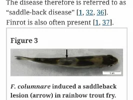 8 fish dead in less than one day