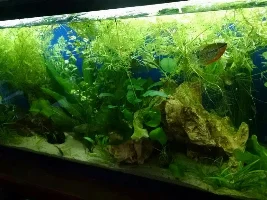 Teeny Cory Fry In Filter - Now What?