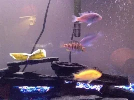 Help Naming Fish