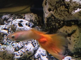 What is this?