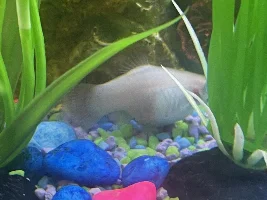 Pregnant platy?? Help please!