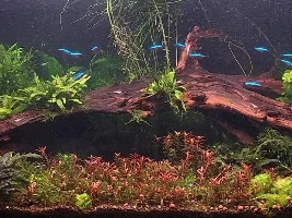 lazy... or is there really a need, to do it weekly... water change schedule...