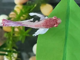 Is this ich / popeye eyes? Betta fish