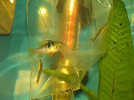 New Tankmates