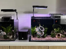 New Panda Cory Flashing