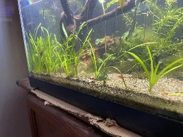 Aquascaper 20g
