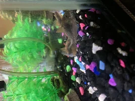 Beta community tank ideas?