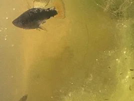 ID for cold water Livebearers