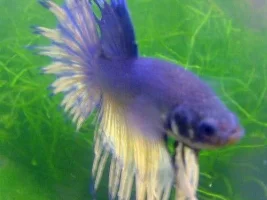 Help!  Betta Injured During Shipping