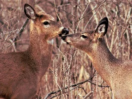 Birdwatchers/Animal Watchers?