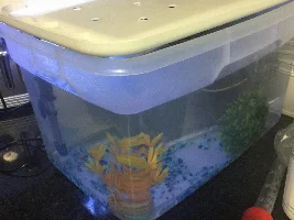 Mouth bacteria?