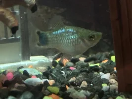 Are these female platys?