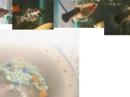 Some Of Me Fish