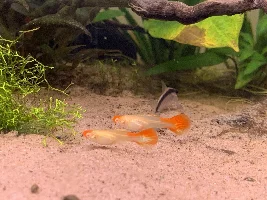 Koi guppies, beautiful guppies...