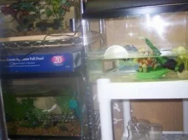 My fishroom