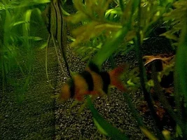 More Tank Pics! (",)