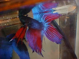 My Betta