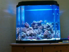 Nano Tank - now with pic of mandarin!