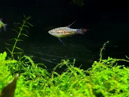 Assortment of fish photos
