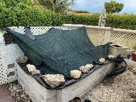 Tilapia pond