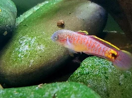 Peacock gudgeon photos