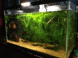 VOTE NOW!...April 2020 Tank of the Month contest (17 to 29 US gallons)