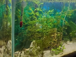 Can tank "overhang" an inch on each side over shortish stand?